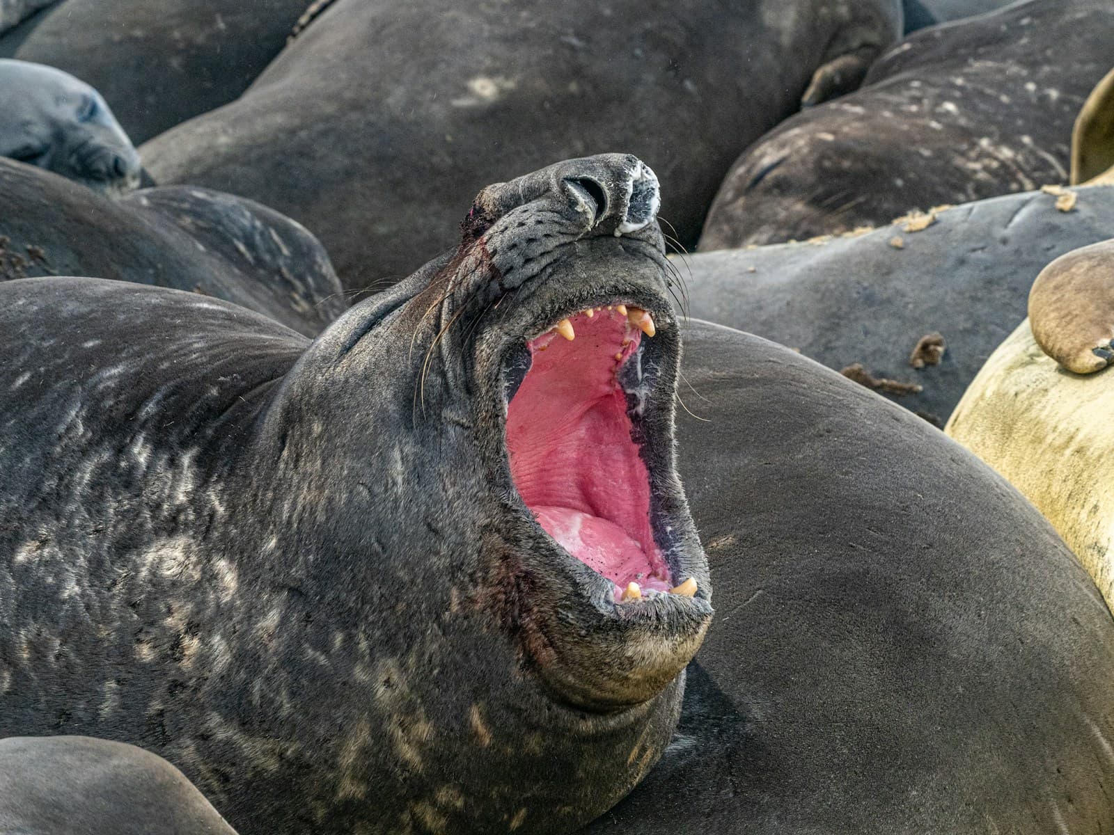 Elephant seal yawning on sand — same big mood as Neil