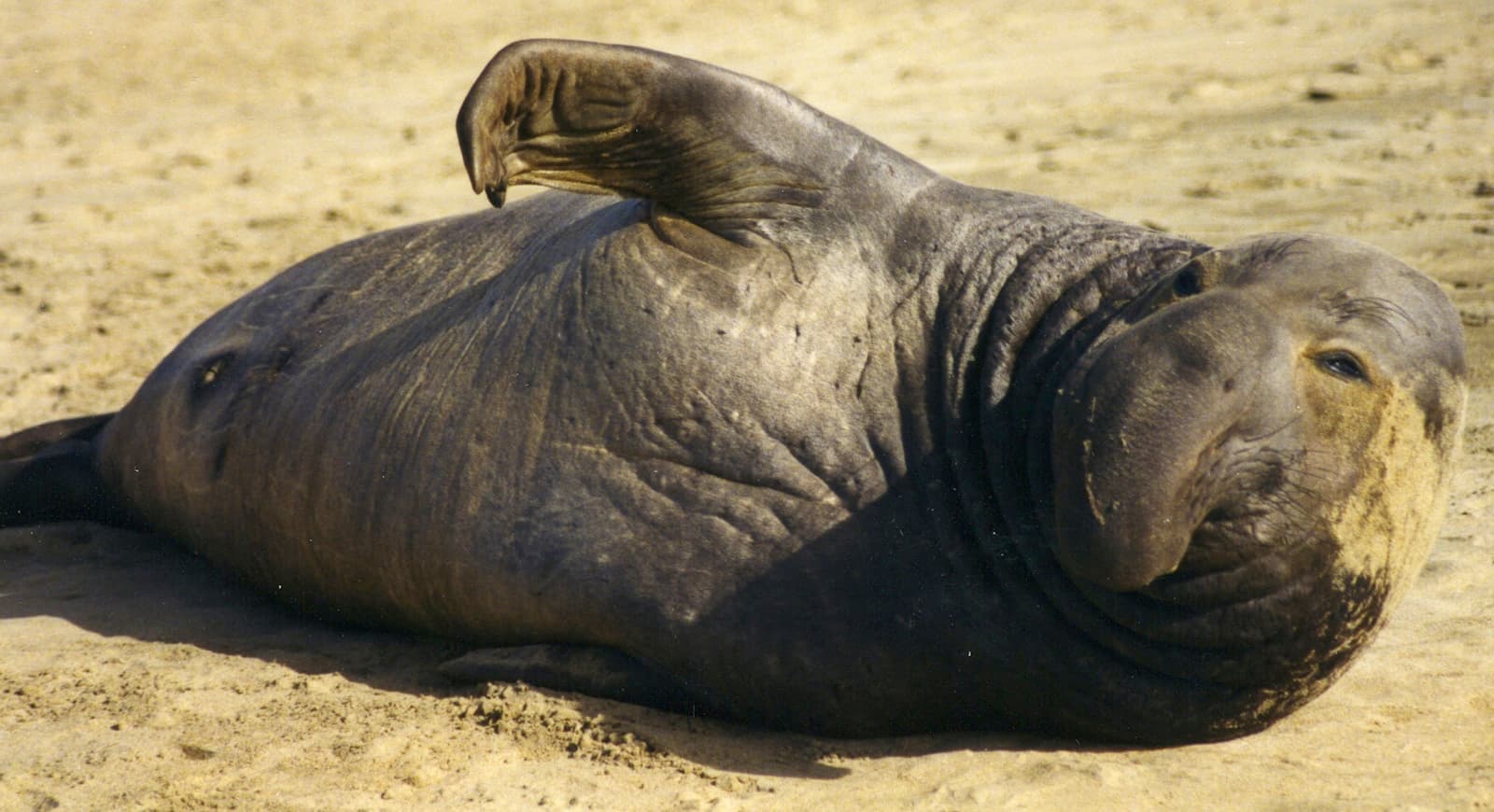 Large seal resting on pale sand