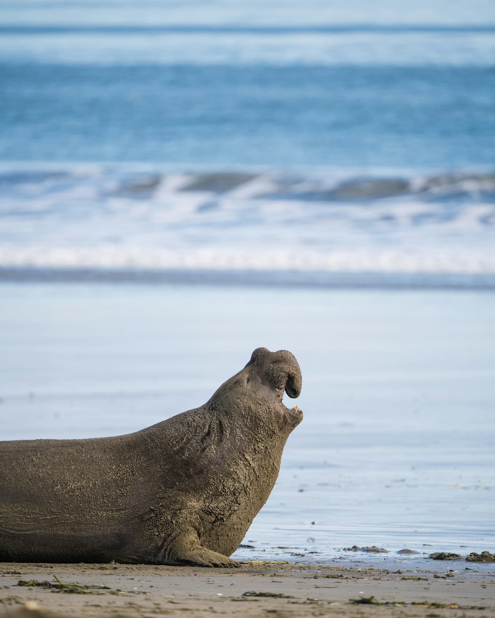 Seal sitting on a beach beside the ocean