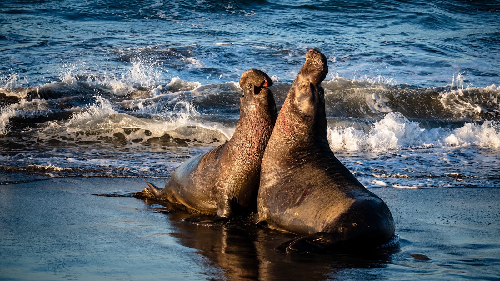 Sea lion at the surface in clear water