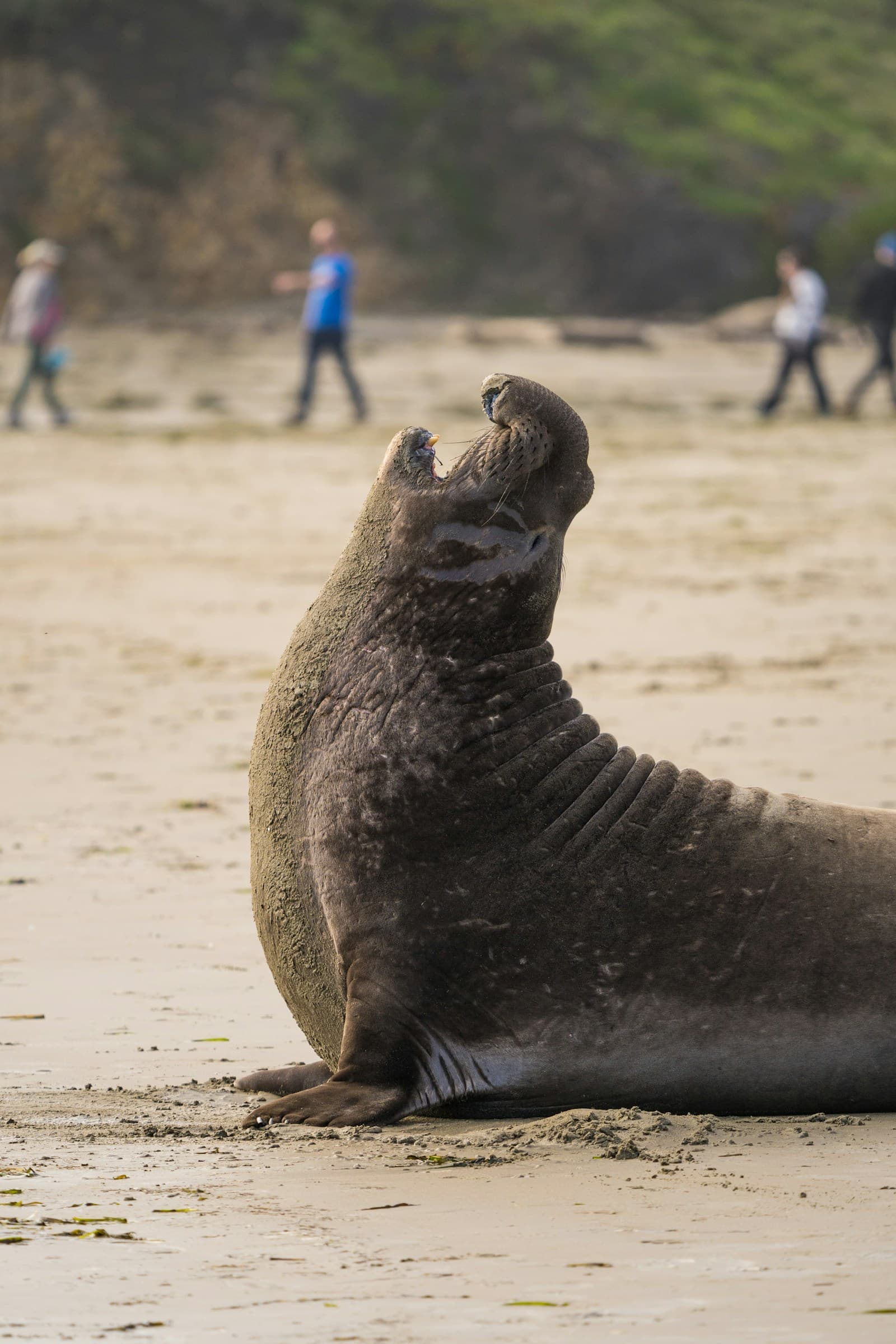 Seal on a wide beach with people far in the background