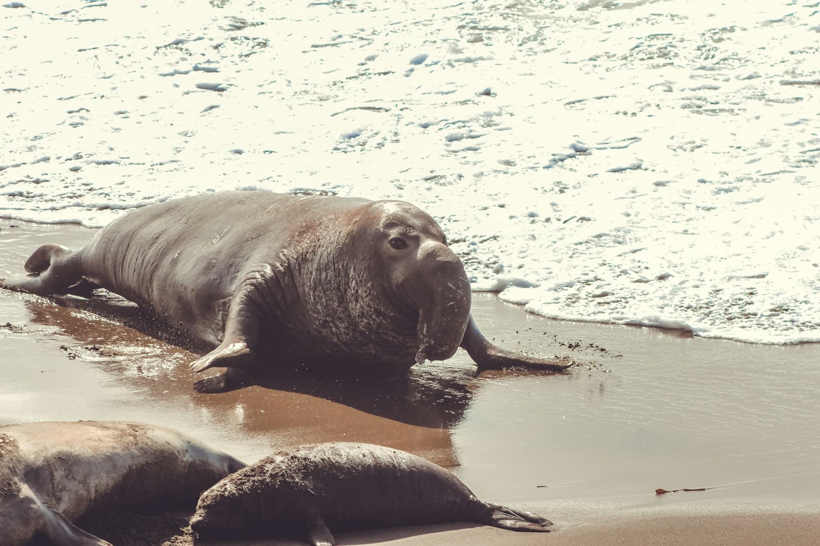 Seal swimming in calm water